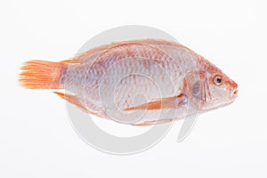 Fish, Platy mojarra, Nilotic tilapia, Chitralada tilapia on white background