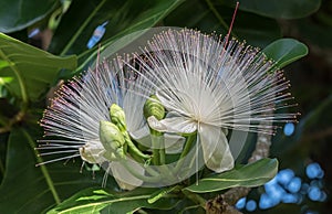 Fish poison tree Giant Barringtonia asiatica, intrinsic flowers