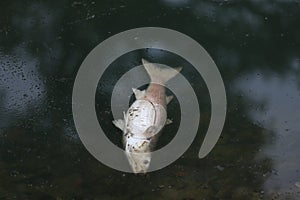 Fish in a polluted lake