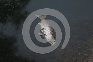 Fish in a polluted lake
