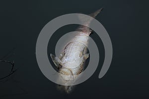 Fish in a polluted lake