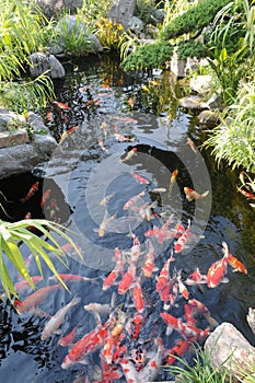 Fish pond