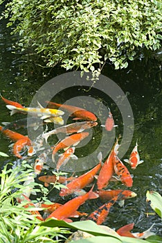 Fish in Pond