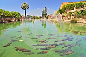 A fish pond in Alcazar de los Reyes Cristianos, Cordoba, Spain.