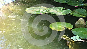 A fish pond at belmont house, bequia