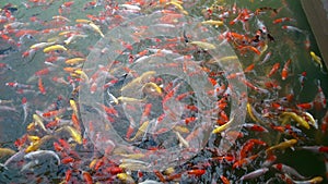 fish pond carp