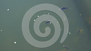 Fish in a pond eating bait, top view of a fish floating in a river in a lake in a pond