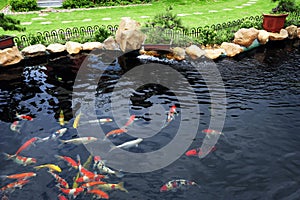 A fish pond in garden photo