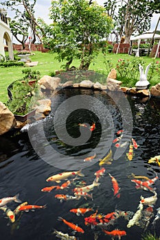 A fish pond in garden