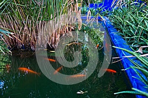 Fish pond with gold fishes in shadow of Majorelle garden in Marrakech, Morocco