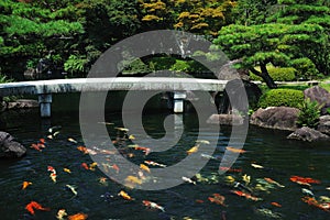 Estanque sobre el japonés jardín 