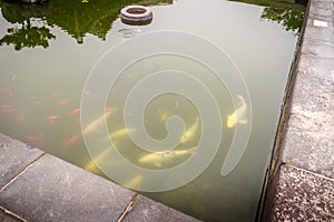 Fish pond in Jeju Mokgwana, the oldest remaining building in Jeju for former central government office where the Joseon Period Ma