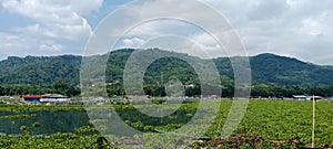 Fish Pond in the Lake