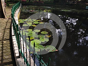 Fish pond and lotus water plant. The lotus is an aquatic plant with floating leaves and beautiful flowers.