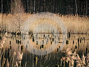 Fish pond near Jaworzno, Upper Silesia, Poland