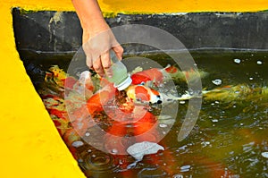 Fish pond at Phraya Suren temple