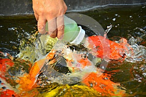 Fish pond at Phraya Suren temple