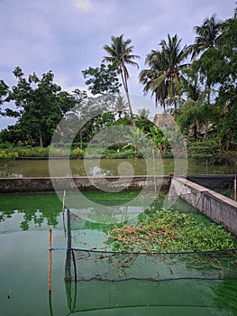 fish pond in the village