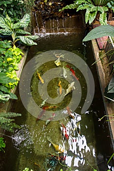 Fish pond was beautifully decorated In the backyard or in the store.