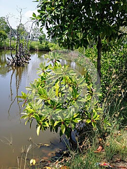 A fish pond where one of the embankments is overgrown with mangroves.
