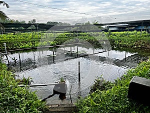 Fish ponds at Ho Li farm