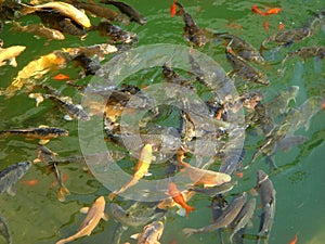 Fish in Pool