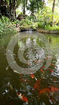 Fish pool