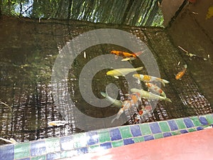 Fish in pool of Majorelle garden, Marrakesh