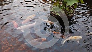 Fish in the Pool at Park