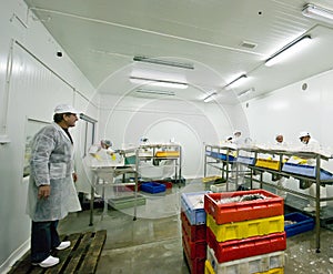 Fish processing