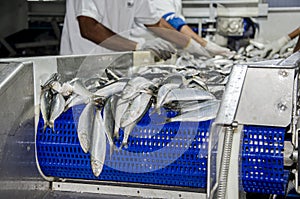 Fish processing for canning sardines photo