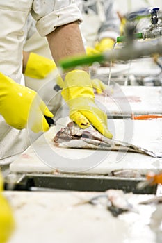 Fish processing factory