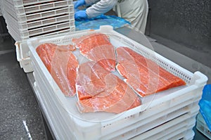 Fish processing factory photo