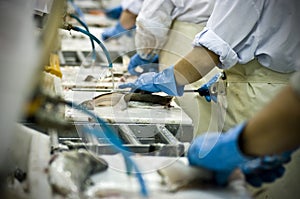 Fish processing factory photo