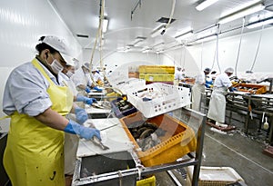 Fish processing factory