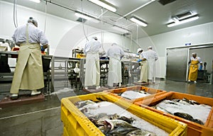 Fish processing manufacture