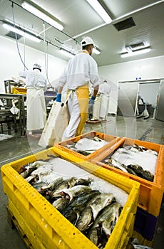 Fish processing manufacture