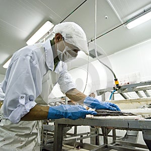 Fish processing manufacture photo