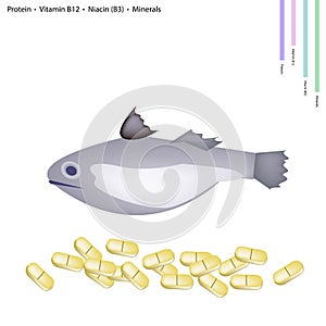 Fish with Protein, Vitamin B12, Niacin or B3 and Minerals