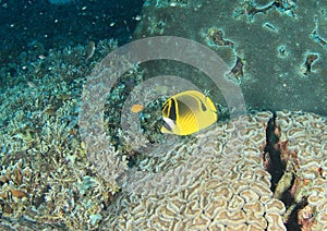 Fish Racoon butterflyfish photo