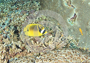 Fish Racoon butterflyfish photo