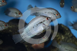 Fish Rainbow Cichlid juvenile in freshwater aquarium