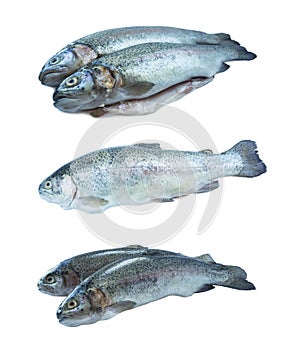 Fish rainbow trout, isolated on a white background. Two trouts over white background. Fish with copy space for text.