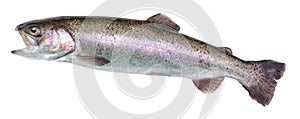 Fish rainbow trout, jumping out of the water, isolated on a white background.