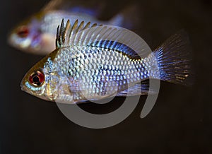 Fish ram Cichlid in tropical freshwater aquarium