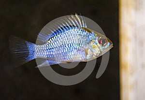 Fish ram Cichlid in tropical freshwater aquarium