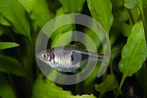 Fish rasbora heteromorph swimming in freshwater exotic aquarium