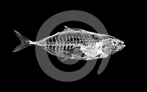 Fish x ray