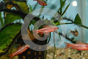 Fish red cherry barb juvenile swimming in freshwater tropical aquarium