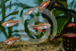 Fish red cherry barb juvenile swimming in freshwater tropical aquarium